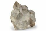 Four Fossil Plesiosaur (Thililua?) Vertebrae in Limestone - Morocco #166014-2